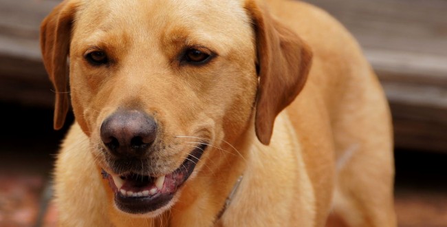 TUCKER THE PAWS AMBASSADOG