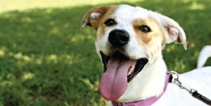 PAWS SHELTER AND HUMANE SOCIETY