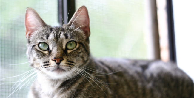 Adoptable Cats From PAWS Shelter and Humane Society