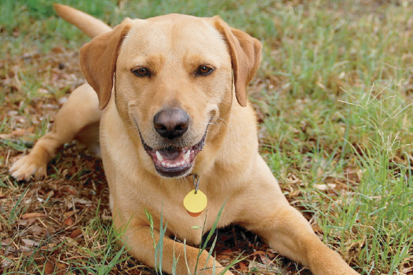 Tucker the PAWS Ambassadog