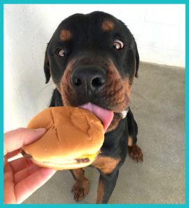 sammyBurger Sam Burger