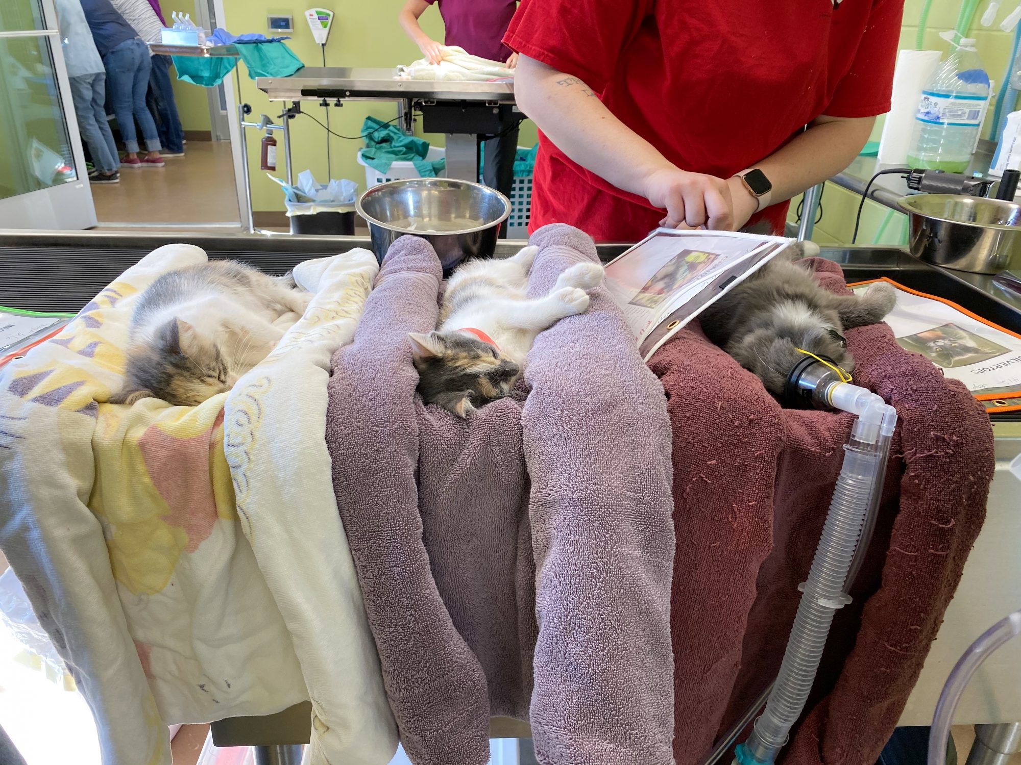 Three kittens getting prepped for surgery. On an average day, we spay and neuter between 20-25 kittens, puppies, dogs, and cats.