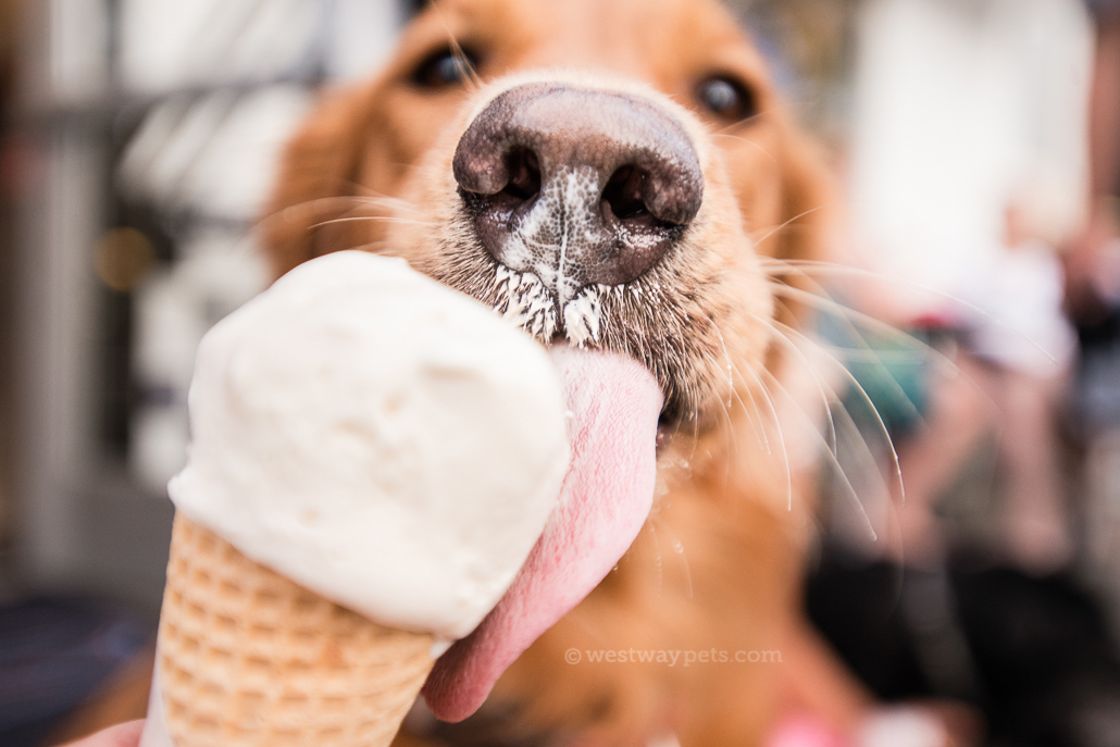 westway-studio-treats-dog-golden-retreiver-ice-cream-mootime-coronado-san-diego-pet-photography westway-studio-treats-dog-golden-retreiver-ice-cream-mootime-coronado-san-diego-pet-photography