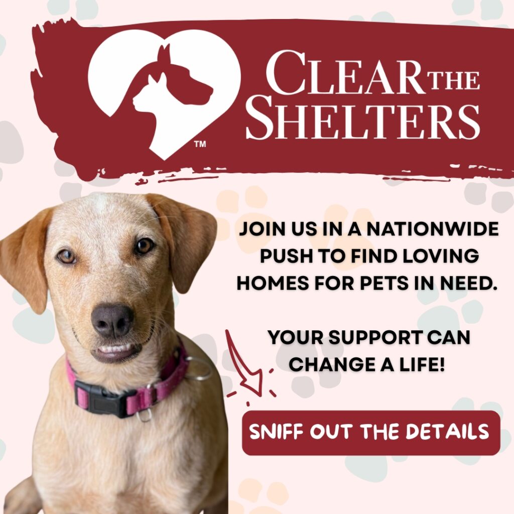 PAWS Shelter of Central Texas is participating in the Clear The Shelters campaign this August.